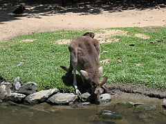 CairnsTC292 Wildlife Habitat